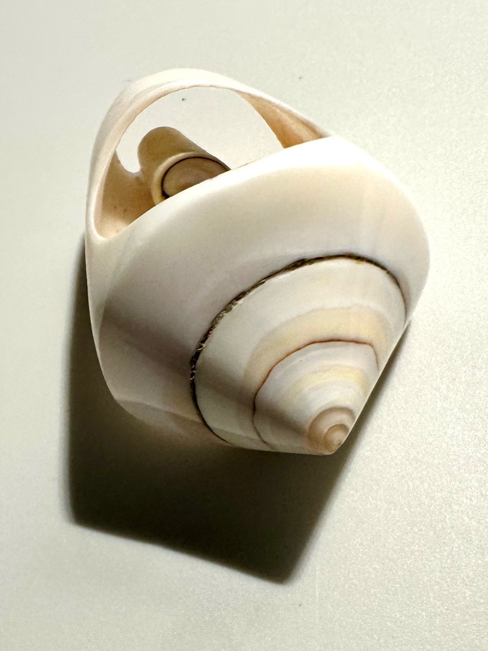 Shell Ring ๐ Approx Size 6 - Picture 6 of 6